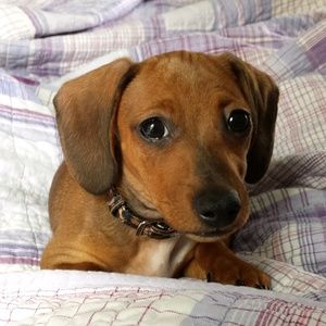 Meet your Posher, Crystal